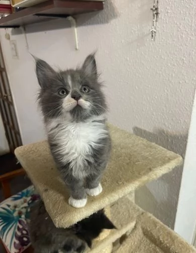 fantasticamente bellissimo gatto maine coon