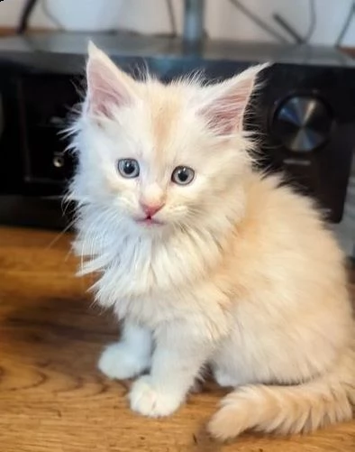 fantasticamente bellissimo gatto maine coon | Foto 0