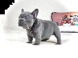 buldog francese