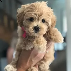 maltipoo mini toy
