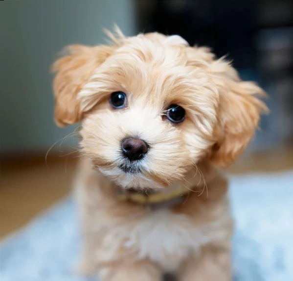 piccoli maltipoo