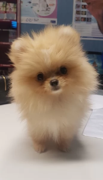 spitz toyy