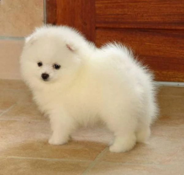 spitz di pomerania