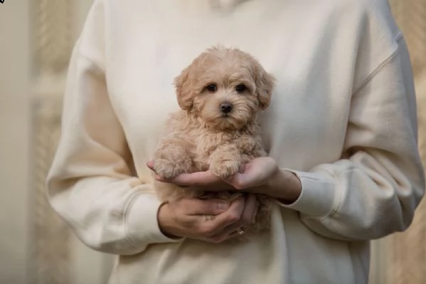 cuccioli maltipoo 