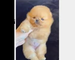 disponibili spitz toy 