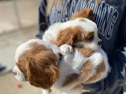piccoli  cavalier king