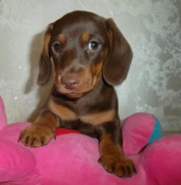 cucciolata di bassotti toy