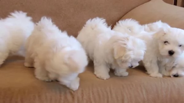 disponibili cuccioli maltesi