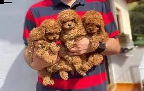 cucciolata di barboncini taglia toy