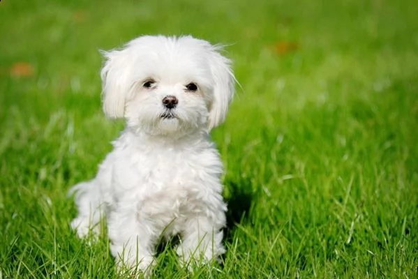 maltese mini tou