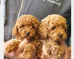 dei cuccioli disponibili di barboncino toy