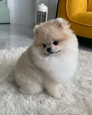 un cuccioli di spitz toy