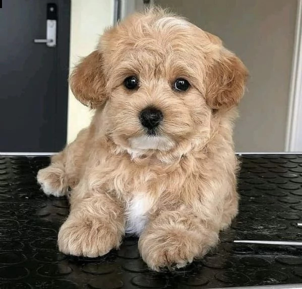 un piccolo esemplare di maltipoo