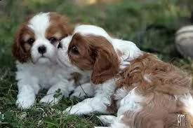 cavalier king ancora disponibili