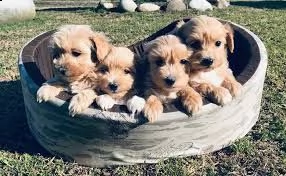 un maltipoo cucciolo