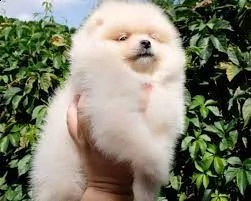 cuccioli di razza spitz toy