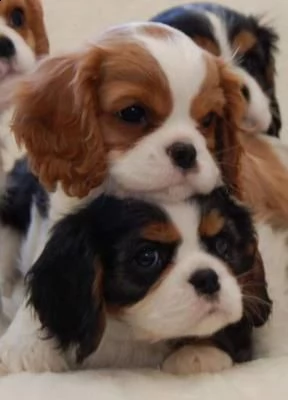 un solo cucciolo di cavalier king