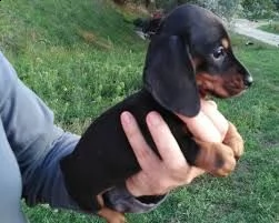 piccoli e dolci bassotti toy