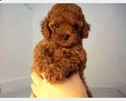 un solo cuccioli disponibile di barboncino toy