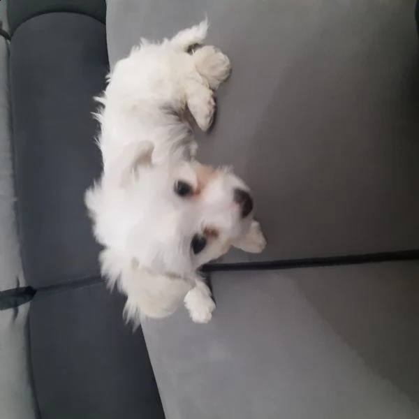 cuccioli maltese 