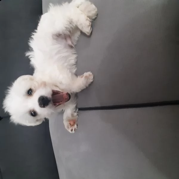 cuccioli maltese  | Foto 4