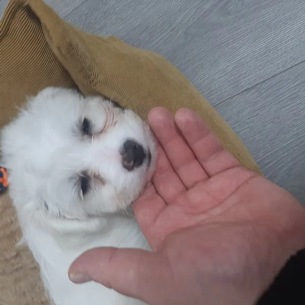 cuccioli maltese  | Foto 3