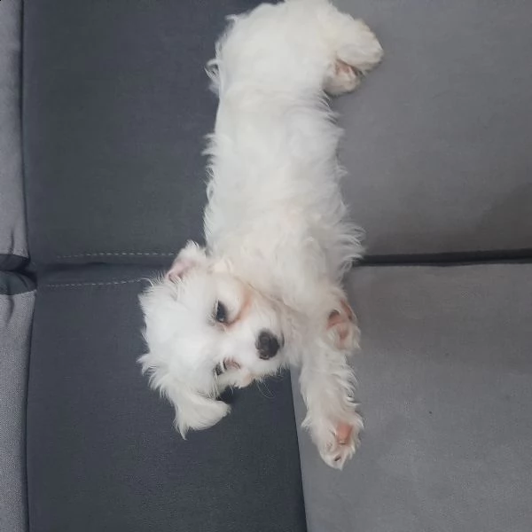 cuccioli maltese  | Foto 2