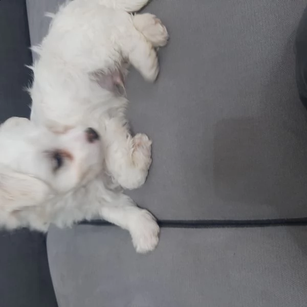 cuccioli maltese  | Foto 1