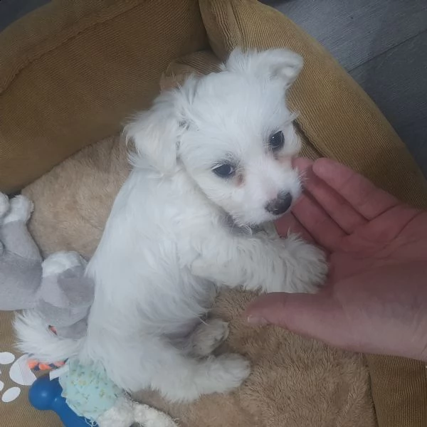cuccioli maltese  | Foto 0