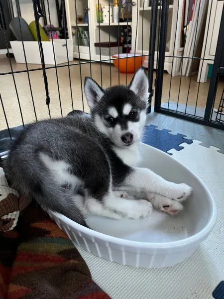 bellissimo cucciolo di husky siberiano con entrambi occhi azzurri | Foto 5