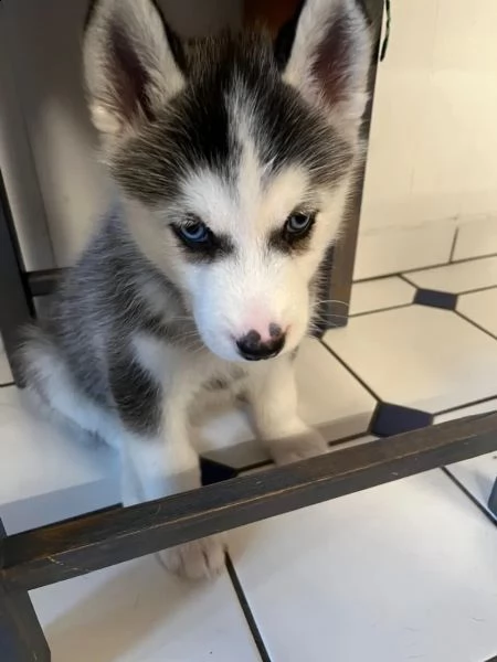 bellissimo cucciolo di husky siberiano con entrambi occhi azzurri | Foto 4