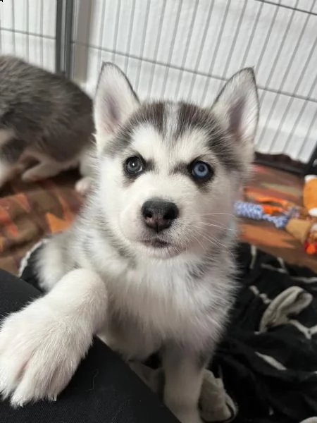 bellissimo cucciolo di husky siberiano con entrambi occhi azzurri | Foto 2
