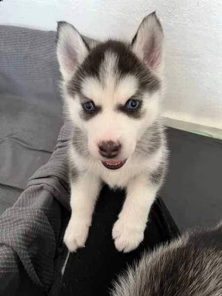 bellissimo cucciolo di husky siberiano con entrambi occhi azzurri | Foto 0