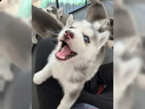 bellissimo cucciolo di husky siberiano con entrambi occhi azzurri