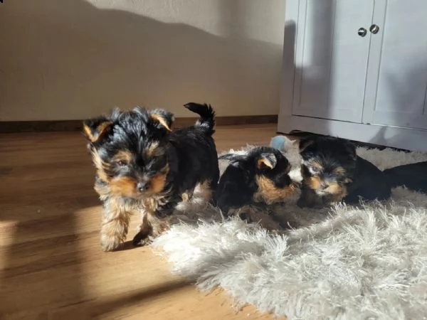 bellissimi cuccioli di yorkshire terier | Foto 3