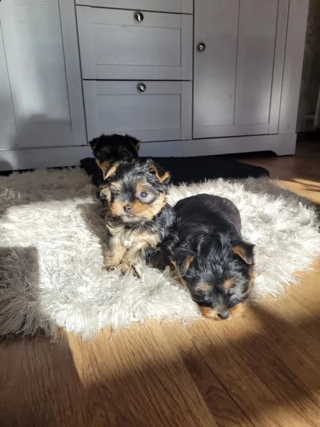 bellissimi cuccioli di yorkshire terier | Foto 2