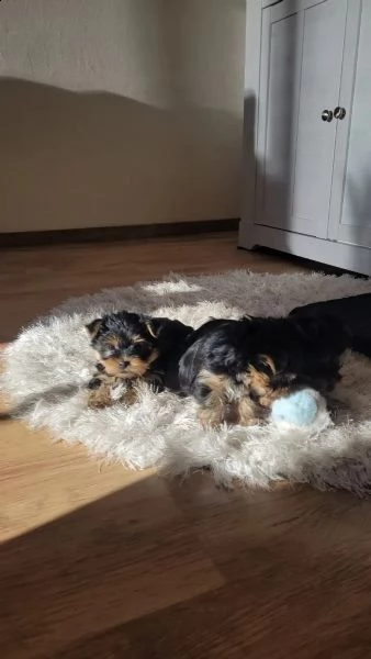 bellissimi cuccioli di yorkshire terier | Foto 1