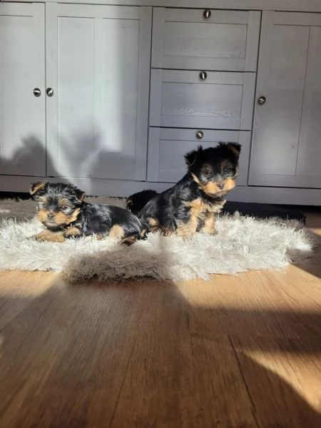 bellissimi cuccioli di yorkshire terier | Foto 0