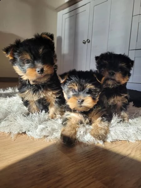 bellissimi cuccioli di yorkshire terier