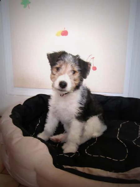 cuccioli fox terrier pelo ruvido