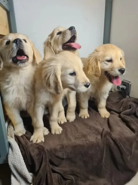 bellissimi cuccioli di golden retriever disponibili | Foto 1
