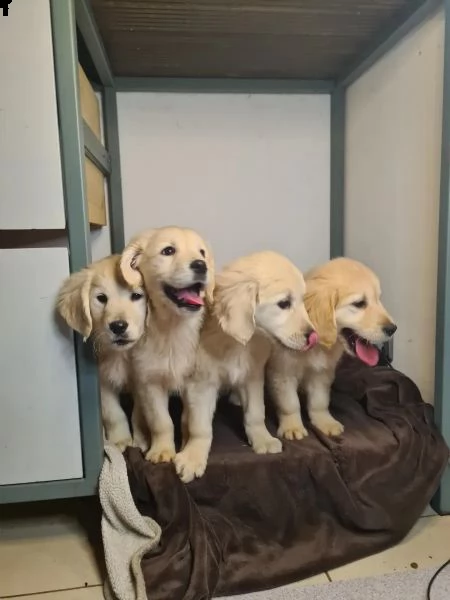bellissimi cuccioli di golden retriever disponibili | Foto 0