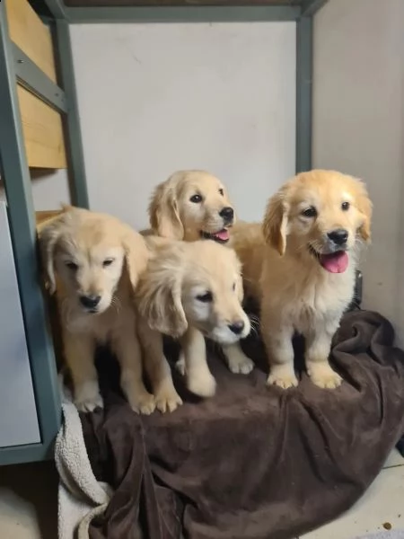 bellissimi cuccioli di golden retriever disponibili