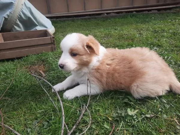 cuccioli border collie tricolor blu merle sable nero marrone