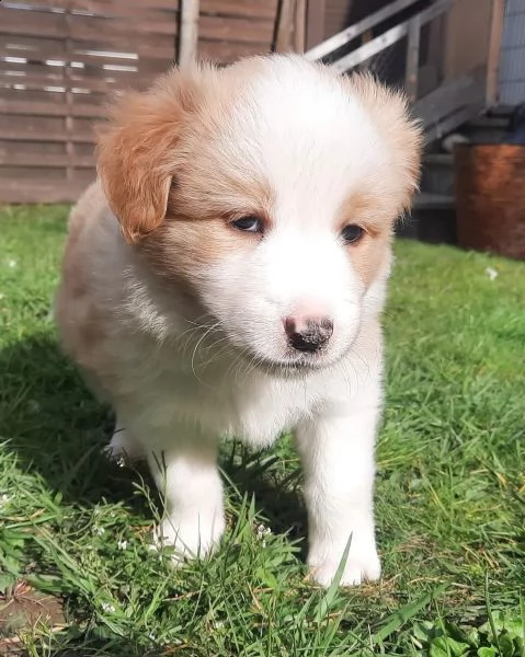 cuccioli border collie tricolor blu merle sable nero marrone | Foto 3