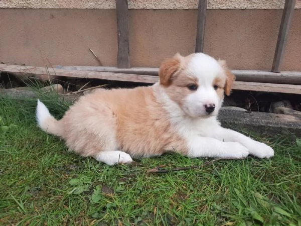 cuccioli border collie tricolor blu merle sable nero marrone | Foto 1