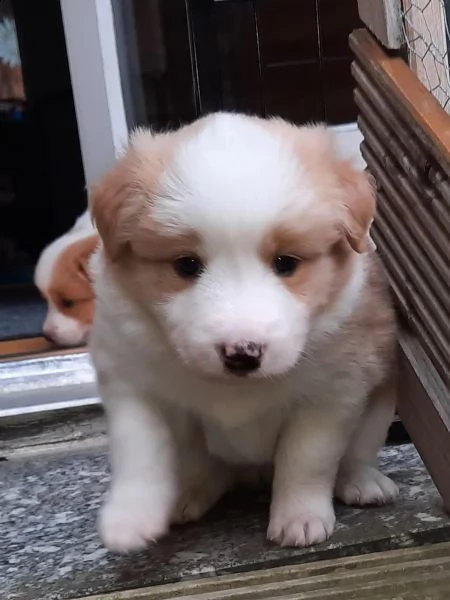 cuccioli border collie tricolor blu merle sable nero marrone | Foto 0