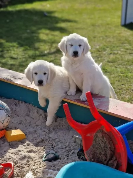 cuccioli di golden retriever con pedigree enci | Foto 4