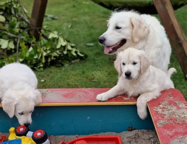 cuccioli di golden retriever con pedigree enci | Foto 3