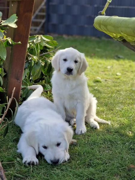cuccioli di golden retriever con pedigree enci